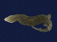 藏品(白斑石龍子)的圖片